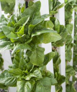 lettuce-in-zipgrow-towers-1024x647
